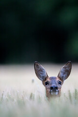 Curieuse