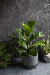 Ficus lyrata juveniles in a ceramic pot on a gray background. Houseplant care.