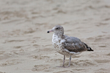 California Gull, Larus californicus, immature on beach