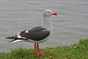 Dolphin Gull, Leucophaeus scoresbii, side view