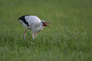 Cigogne