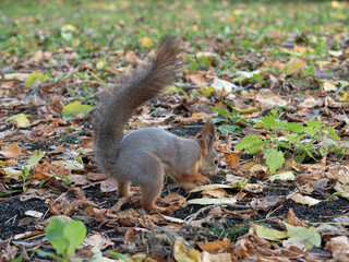 a squirrel digs through the autumn foliage in the Park in the fall.