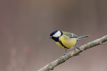 Mésange charbonnière