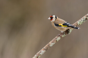 Chardonneret élégant