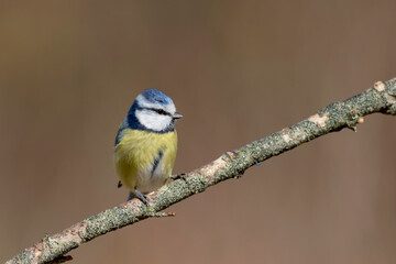 Mésange bleue