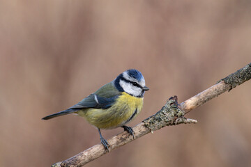 Mésange bleue