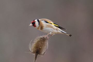 Chardonneret élégant