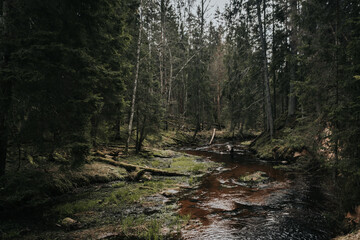 stream in the forest