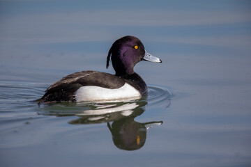 Obraz premium Fuligule morillon