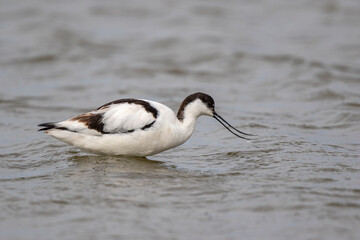 Avocette