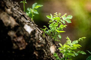 Young tree sapling growing on trunk of tree on blur green background, new life or rebirth concept