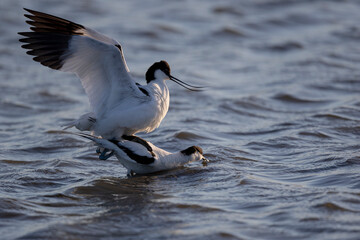 Avocettes 