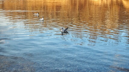 Three seagulls swimming on lake in autumn.