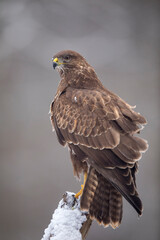 Buse variable
