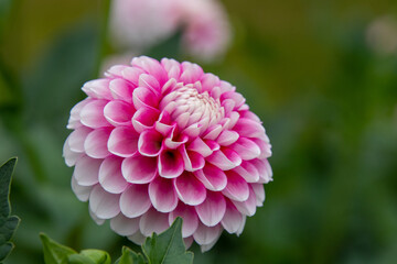 綺麗に咲くダリアの花 ベイビーピンク