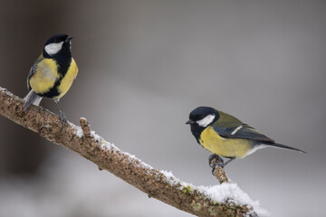 Mésanges charbonnières