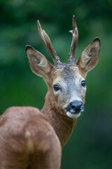 Chevreuil d'Europe © denis