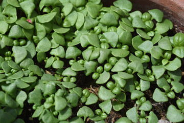 Basilikum, Ocimum, basilicum