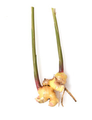 Ingwer; Zingiber; officinale