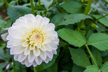 綺麗に咲くダリアの花 ゆきちゃん