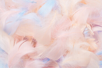 Colorful feather background, top view.