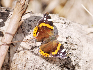 black admiral butterfly