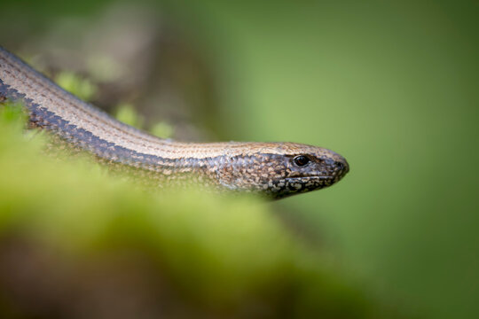 253 Best Herpetologie Images Stock Photos Vectors Adobe Stock