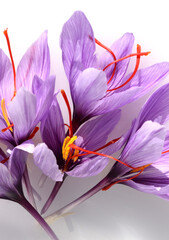 Safran, Crocus sativus, Heilpflanze