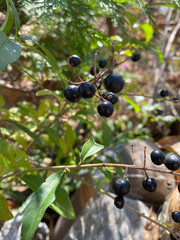 black currant berries