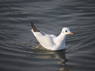 seagull on the water