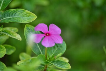 various small flowers are planted, with a bokeh background
