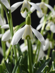 Fototapeta premium Schneegloeckchen, Galanthus nivalis