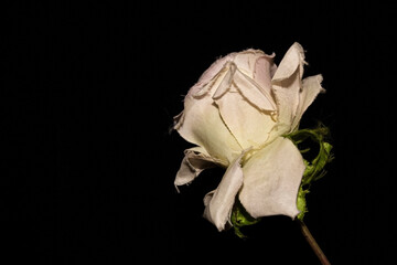white rose on black