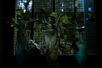 Beautiful green and blue pattern created by plants kept near a window