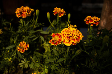 Marigold flowers in the garden