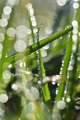 Close up on blades of grass covered in melting morning frost that creates drops of water that are catching light and creating bokeh effect