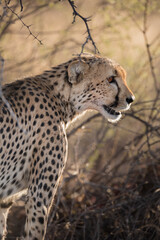 kalahari cheetah 