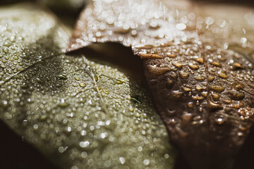 Colorful autumn leaves covered in droplets of morning dew, lights and shadow game and full of detail