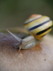 Escargot sur un champignon