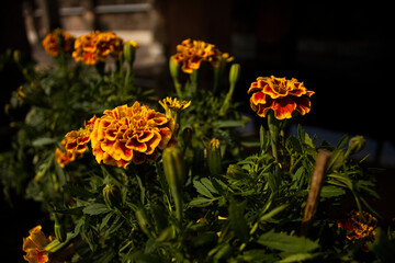 Marigold flowers in the garden