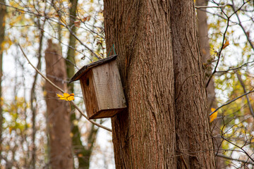 wooden birdhouse on a tree in a forest
