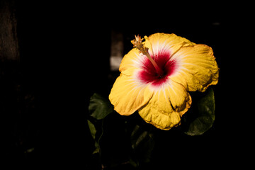 yellow and red coloured flower 