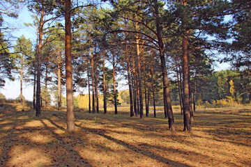Autumn landscape of free-standing pines on a yellow blanket of fallen leaves.