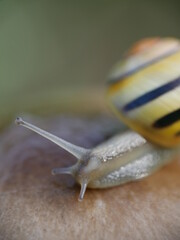 Escargot sur un champignon