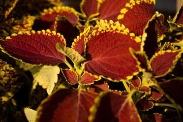 autumn leaves on the ground