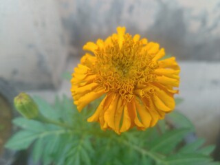 Marigold Yellow Flowers