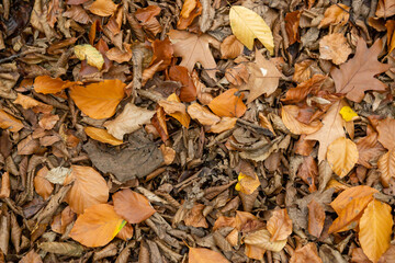 forest floor as background with wilted and dried up leaves in autumn