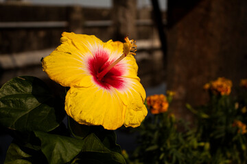 China rose flower on a bright sunny day