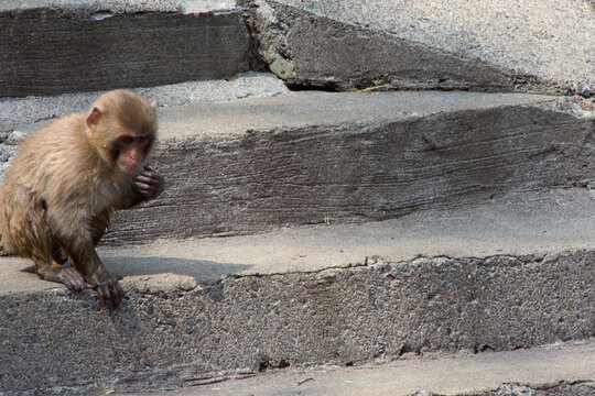 「ニホンザル」の画像 46,297 件の Stock 写真、ベクターおよびビデオ Adobe Stock
