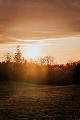 sunset in the forest